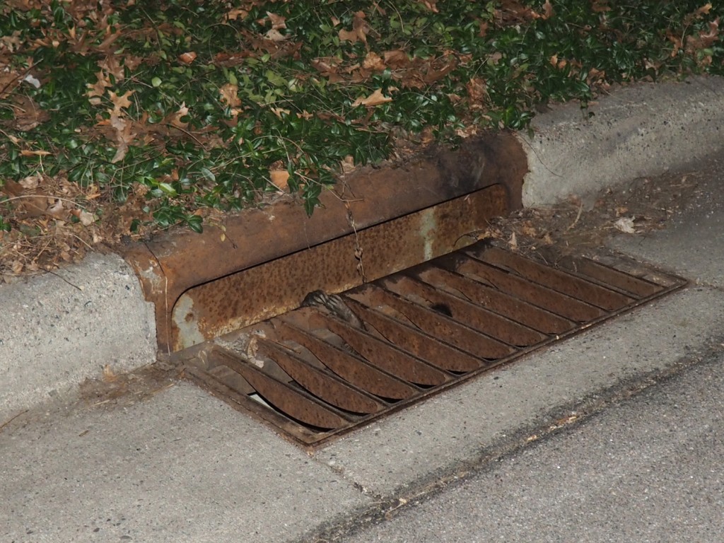 Raccoon on sewer grate by Chloe Peterson