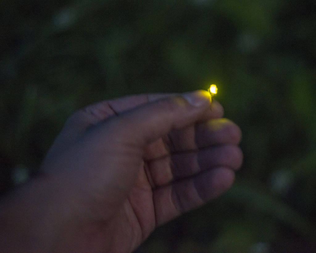 Alec catches and photographs a firefly